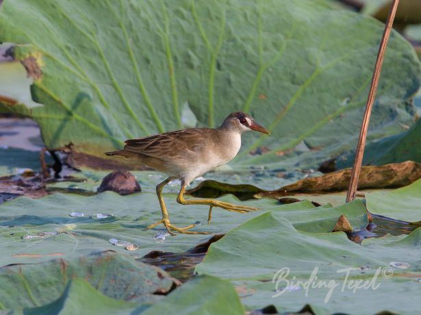 white browedcrake