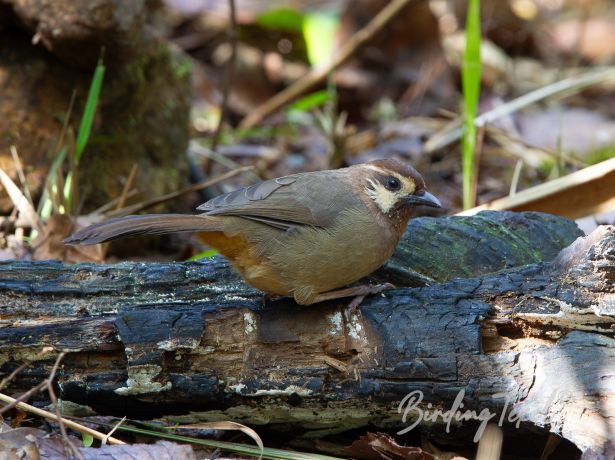 white browedlaughingthrush