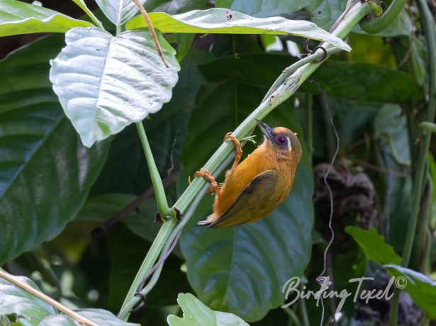 white browedpiculet
