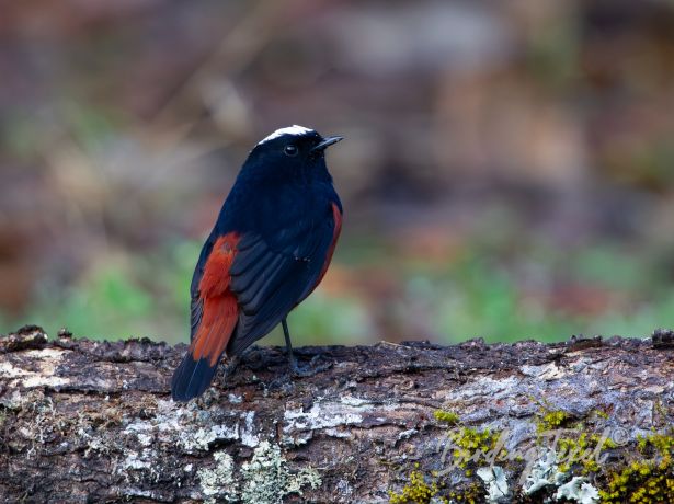 white cappedwater redstart