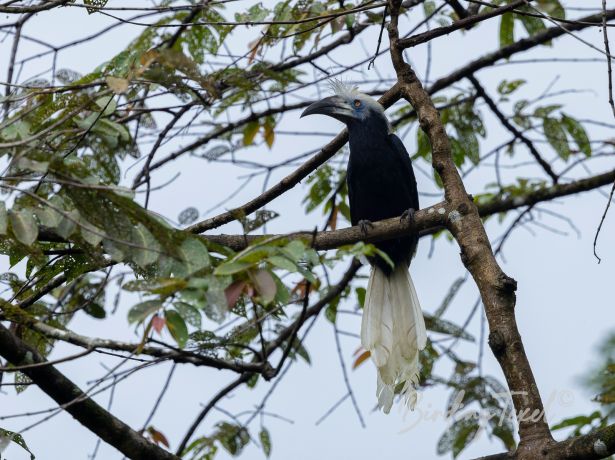 white crownedhornbill