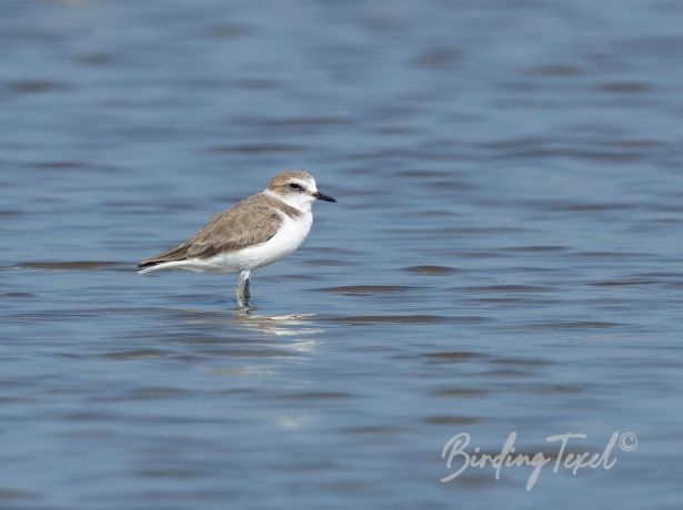 white facedplover