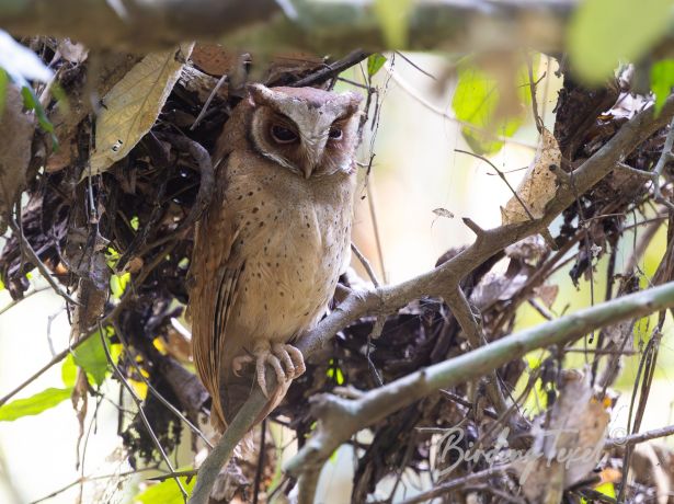 white frontedscops owl
