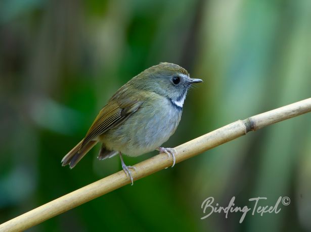 white gorgetedflycatcher