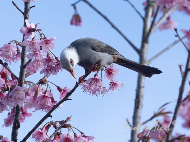 white headedbulbul