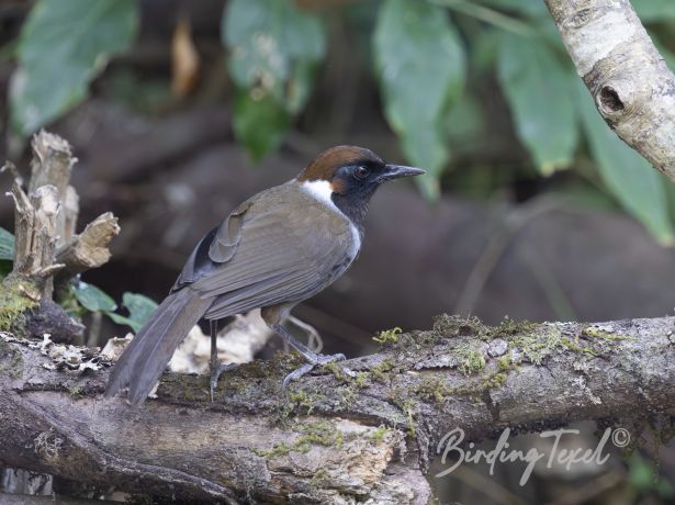 white neckedlaughingthrush