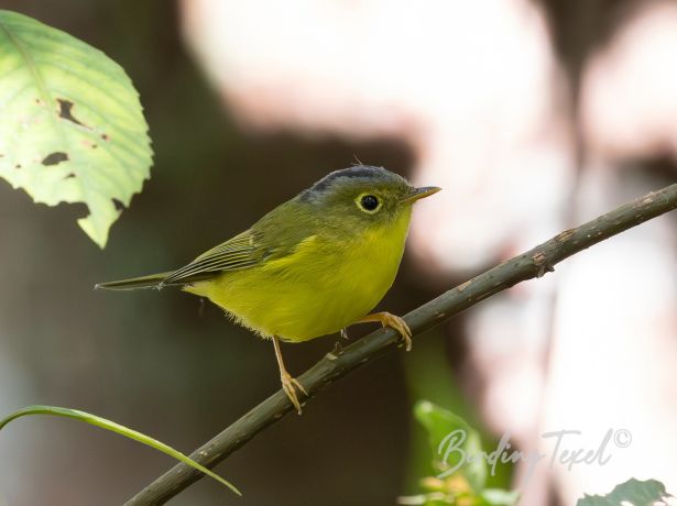 white spectacledwarbler