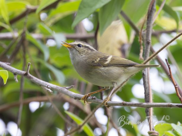 white tailedleaf warbler