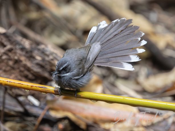 white throatedfantail