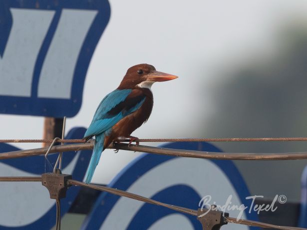 white throatedkingfisher