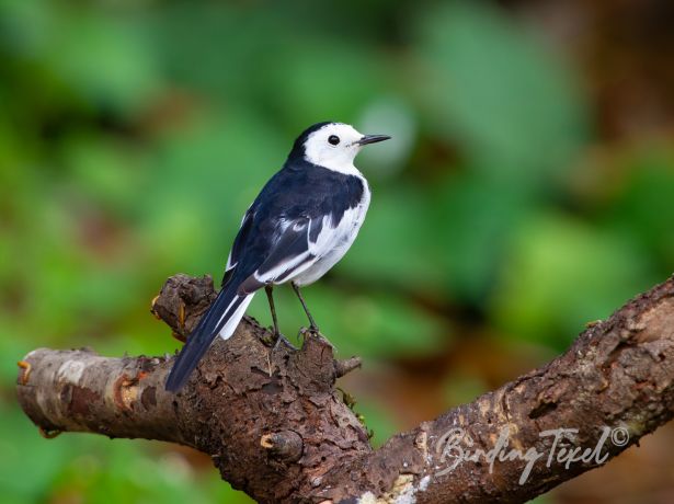 whitewagtail
