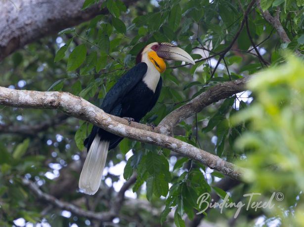 wreathedhornbill