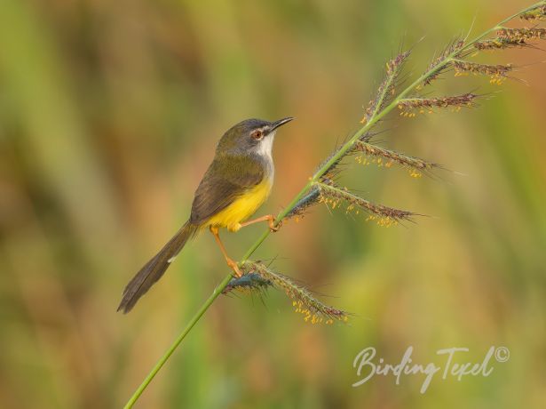 yellow belliedprinia