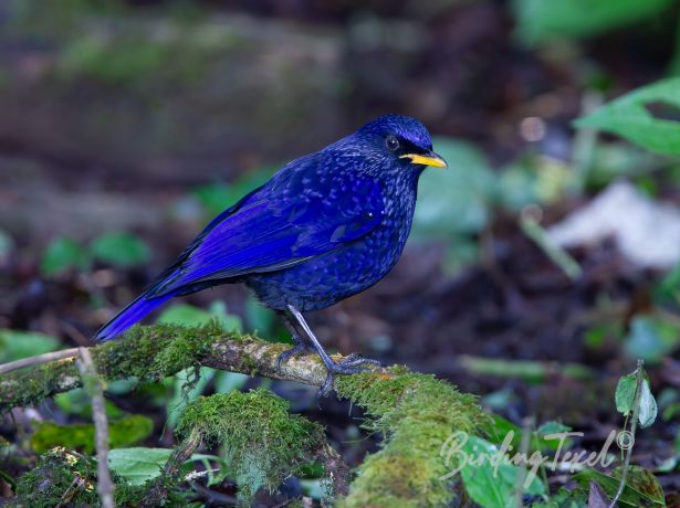 yellow billedwhistlingthrush