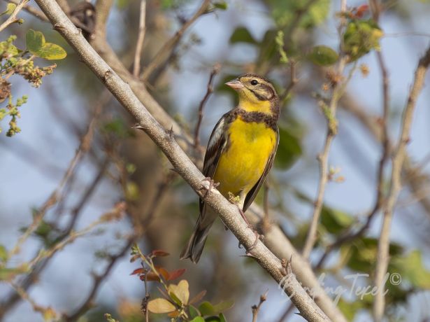 yellow breastedbunting
