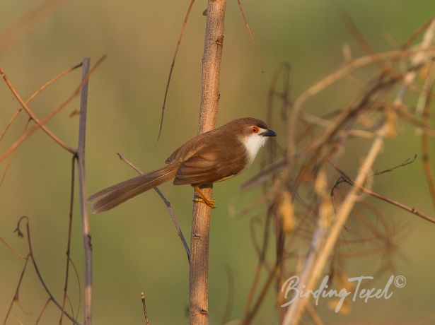 yellow eyedbabbler