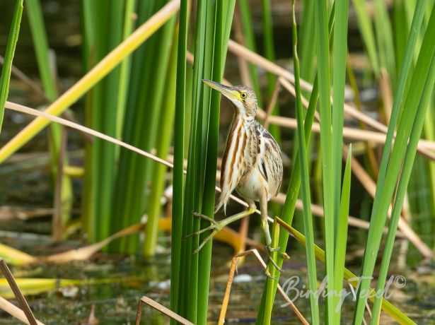 yellowbittern
