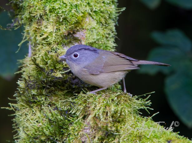 yunnanfulvetta