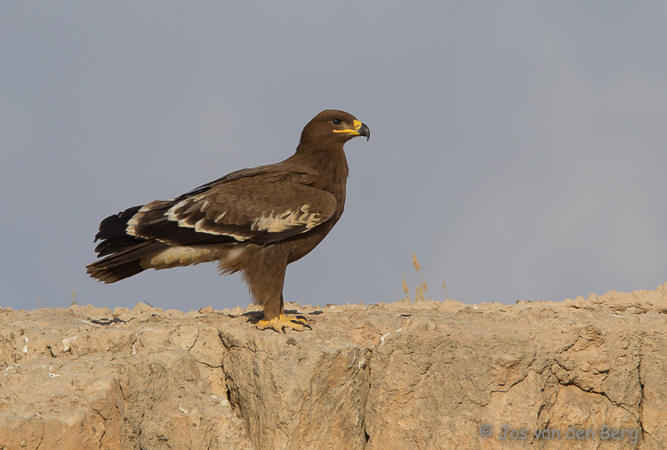 Vogels Oman