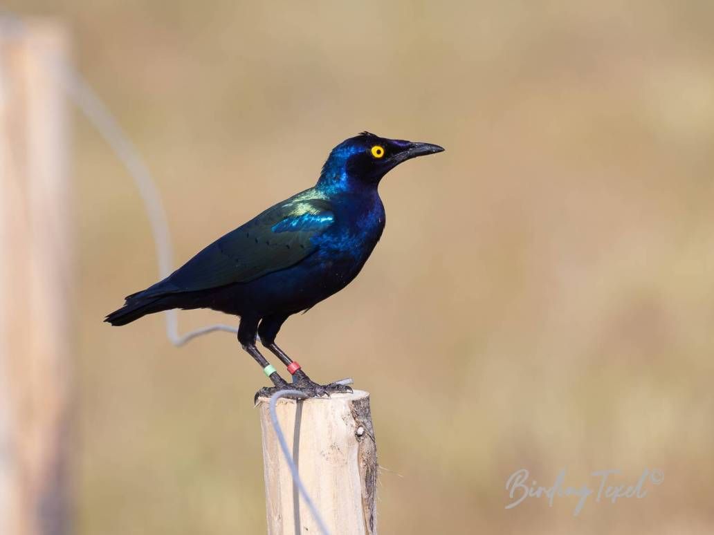 Purperglansspreeuw / Purple Glossy Starling (Lamprotornis purpureus) nice escape......Texel 13062023 