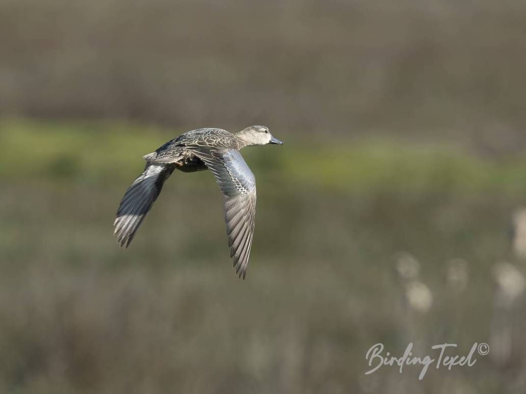 Blauwvleugeltaling | Blue-winged Teal (Anas discors) ♀, Texel 25042026