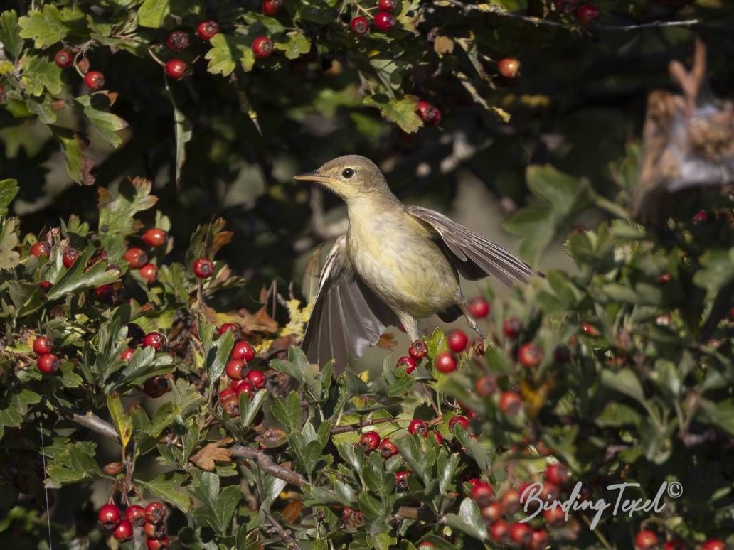 Orpheusspotvogel | Melodious Warbler (Hippolais polyglotta) 1w, Texel - 15082025