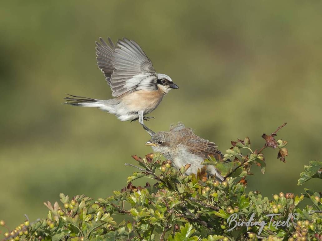 Grauwe Klauwieren | Red-backed Shrikes (Lanius collurio), ♂  with juv, Texel - 14072025
