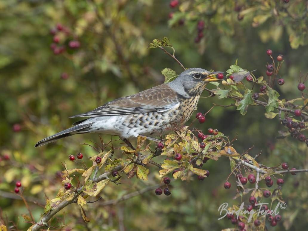 Kramsvogel | Fieldfare (Turdus pilaris) Texel 24102025