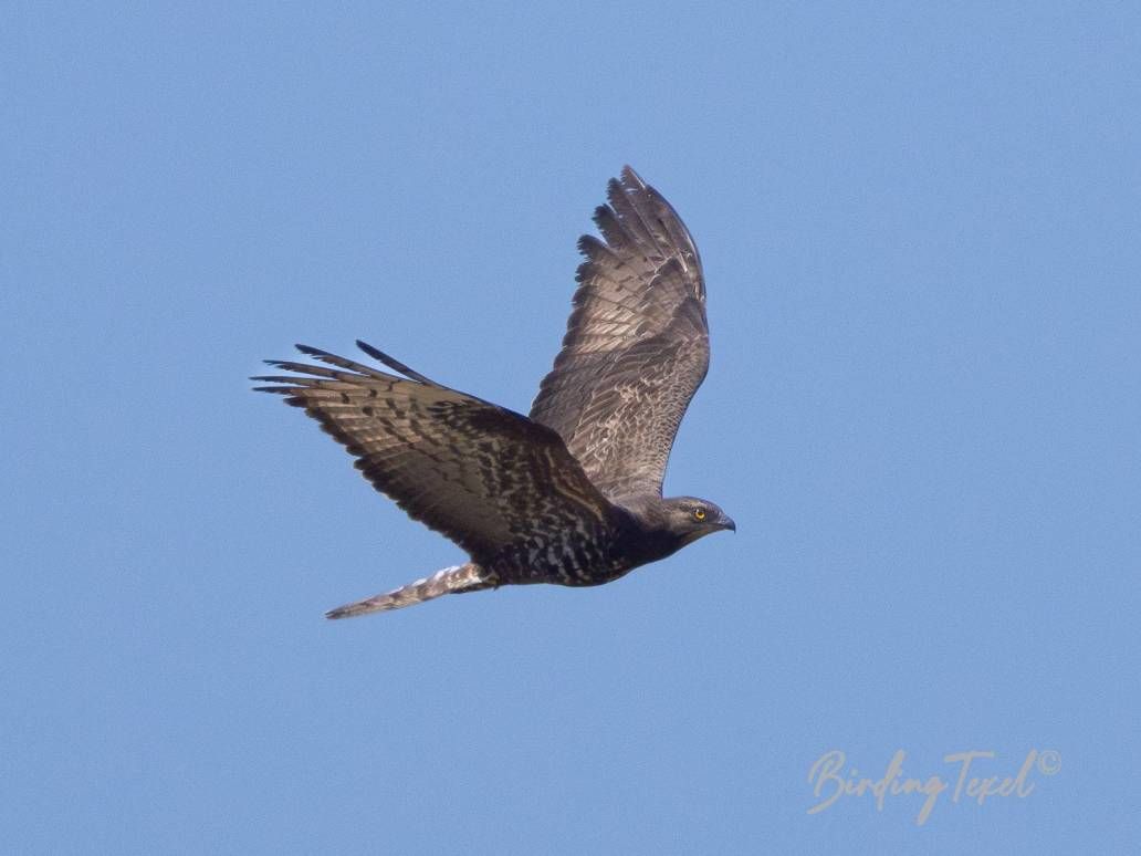 Wespendief / European Honey Buzzard (Pernis apivorus) adult ♀, Texel 12062023