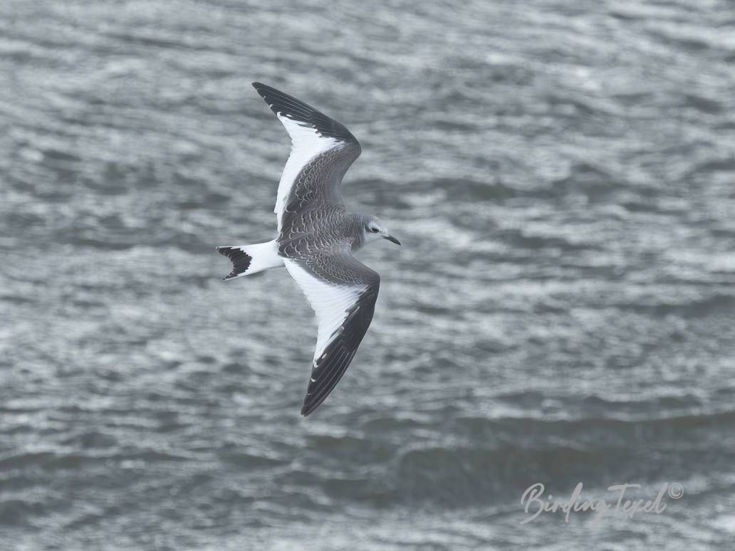 Vorkstaartmeeuw | Sabine's Gull (Xema sabini), first winter, Texel 24102025