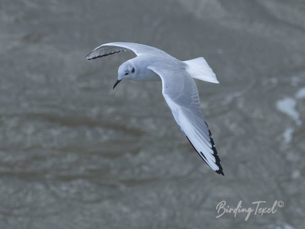 Kleine Kokmeeuw | Bonaparte's Gull (Chroicocephalus philadelphia) ad w, Texel 28092025