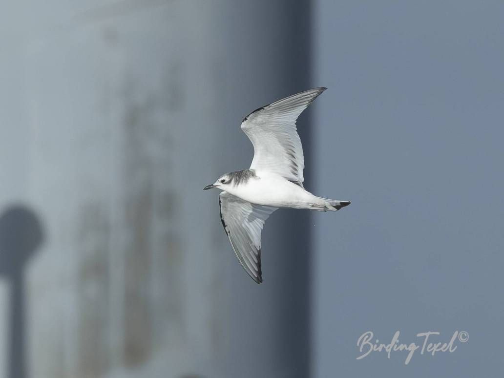 Vorkstaartmeeuw | Sabine's Gull (Xema sabini), first winter, Texel 24102025