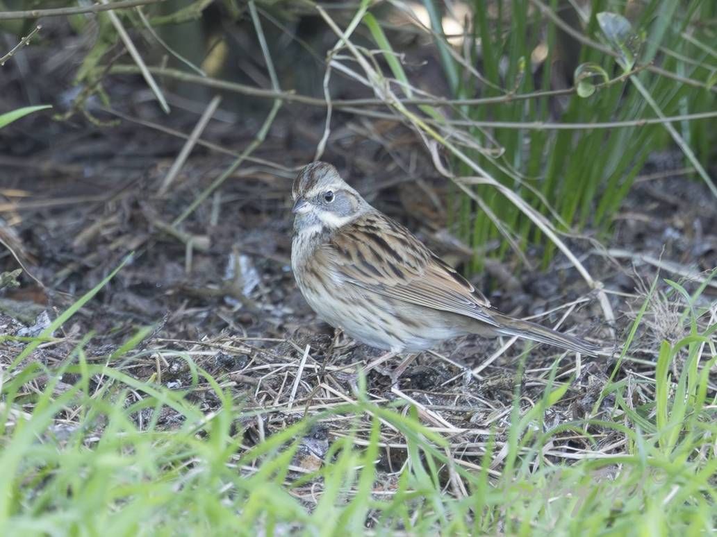 Maskergors | Black-faced Bunting (Emberiza spodocephala), ♂ 2 cy, Texel 02032026