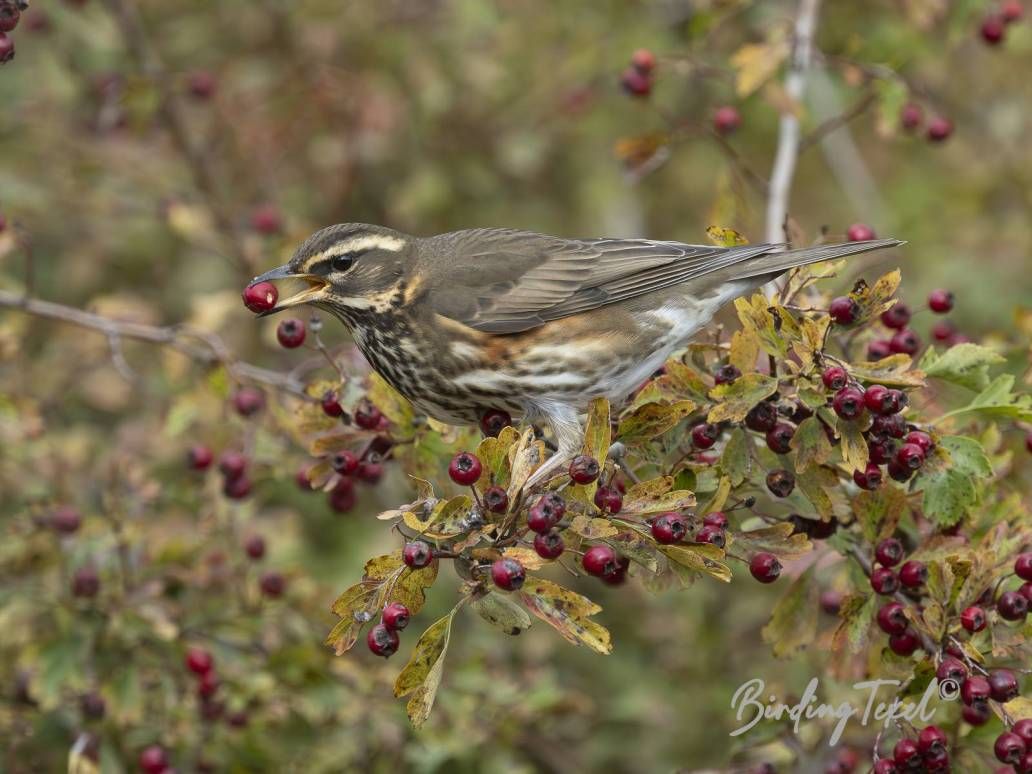 Koperwiek | Redwing (Turdus iliacus) Texel 24102025