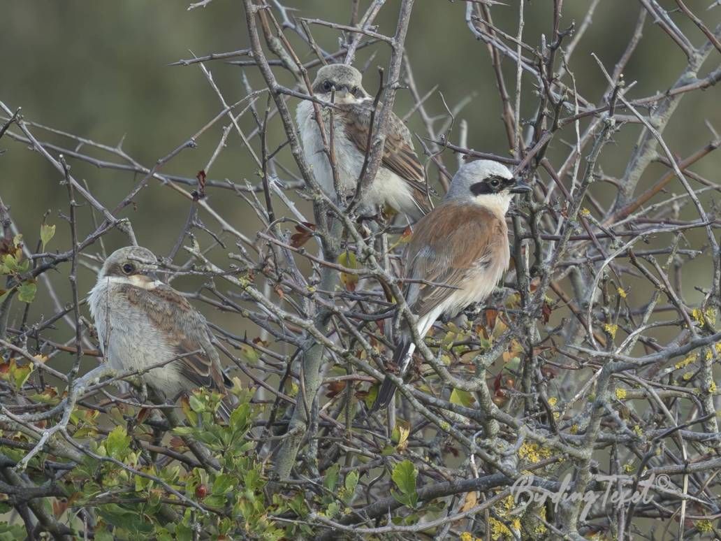 Grauwe Klauwieren | Red-backed Shrikes (Lanius collurio), ♂ with 2 juv, Texel - 15072025