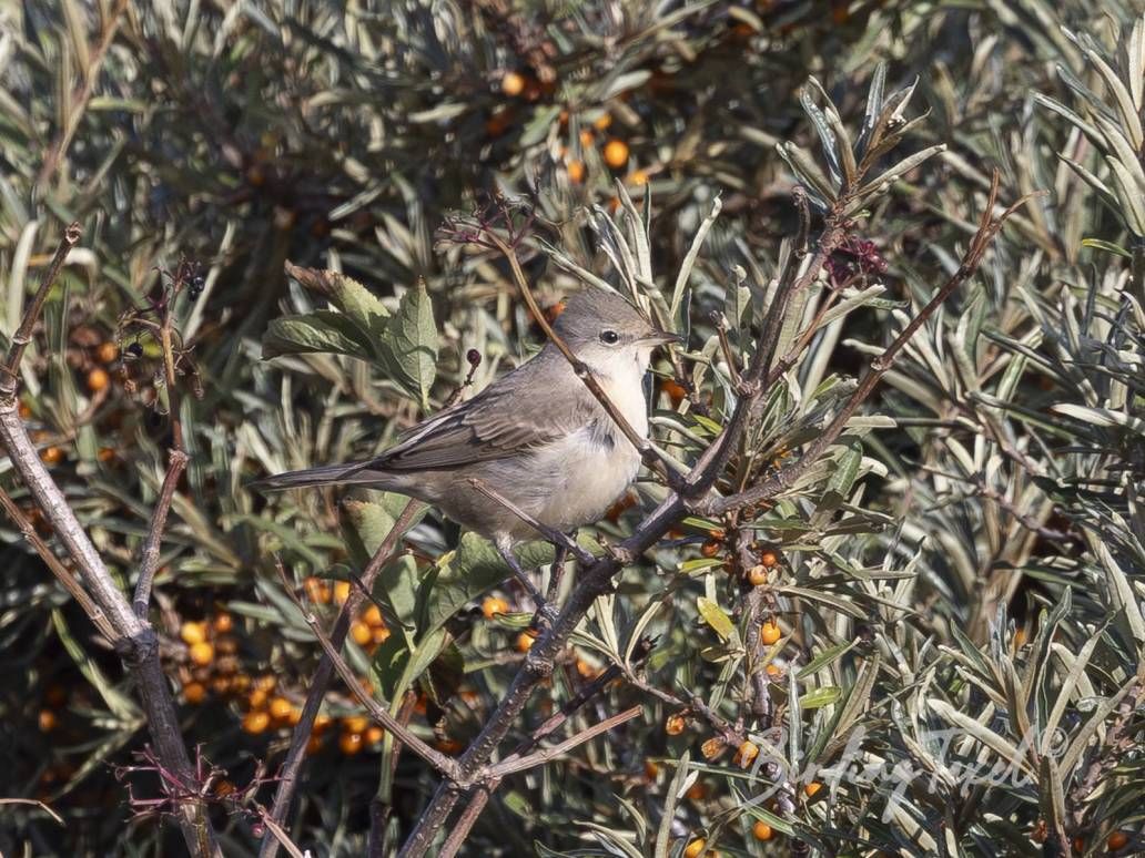 Sperwergrasmus | Barred Warbler (Sylvia nisoria) 1ew, Texel 10092025