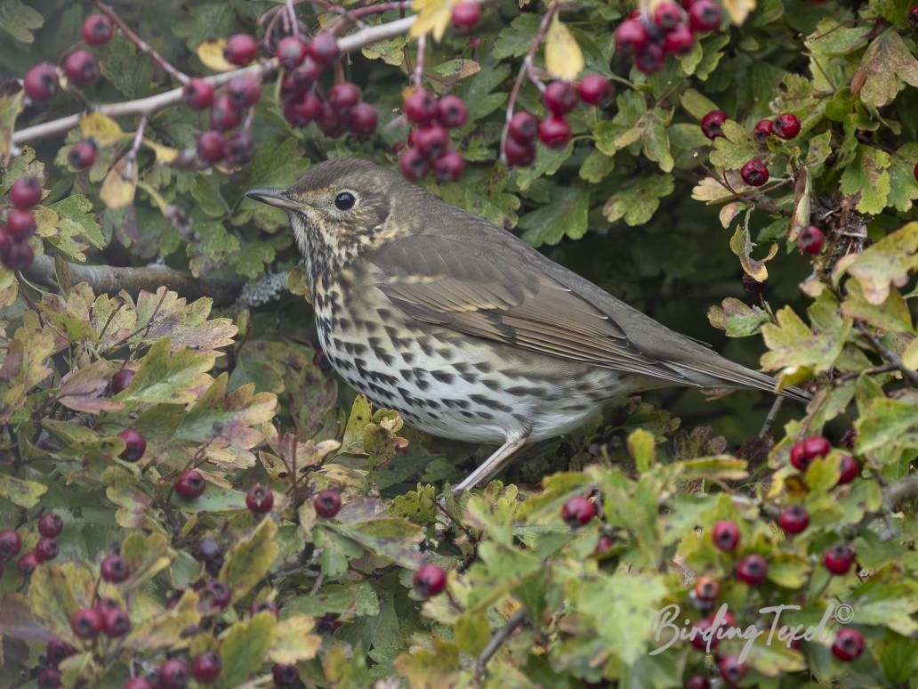 Zanglijster | Song Thrush (Turdus philomelos) Texel 24102025