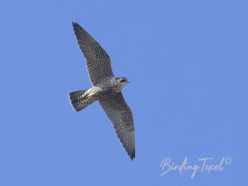Slechtvalk / Peregrine Falcon (Falco peregrinus) juv, Texel 29082025