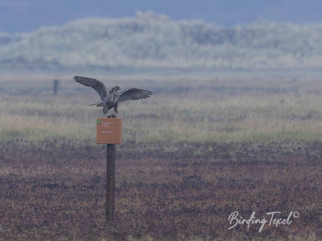 Giervalk | Gyr Falcon (Falco rusticolus) first winter, Texel 20102025