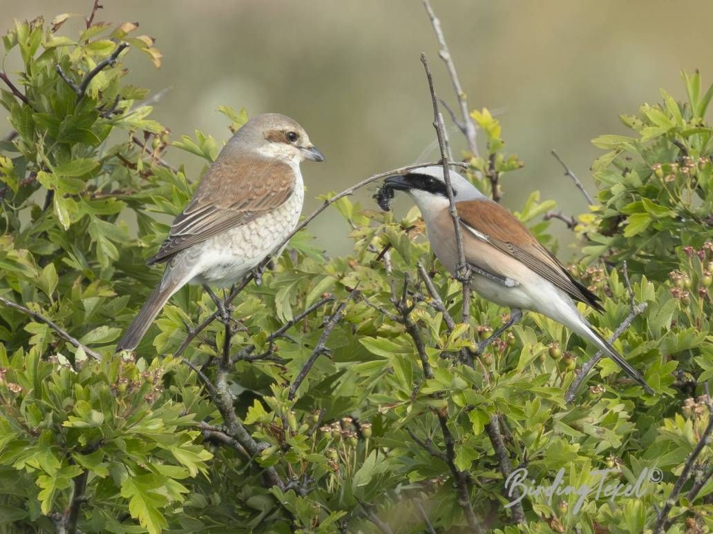 Grauwe Klauwieren | Red-backed Shrikes (Lanius collurio), ♂ met hommel | ♂ with bumblebee, Texel - 02062025
