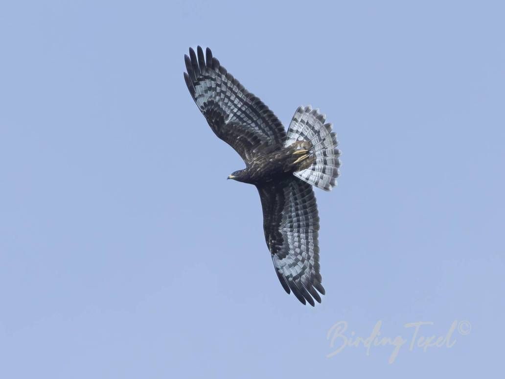 Wespendief | European Honey Buzzard (Pernis apivorus) juv, Texel 30082025