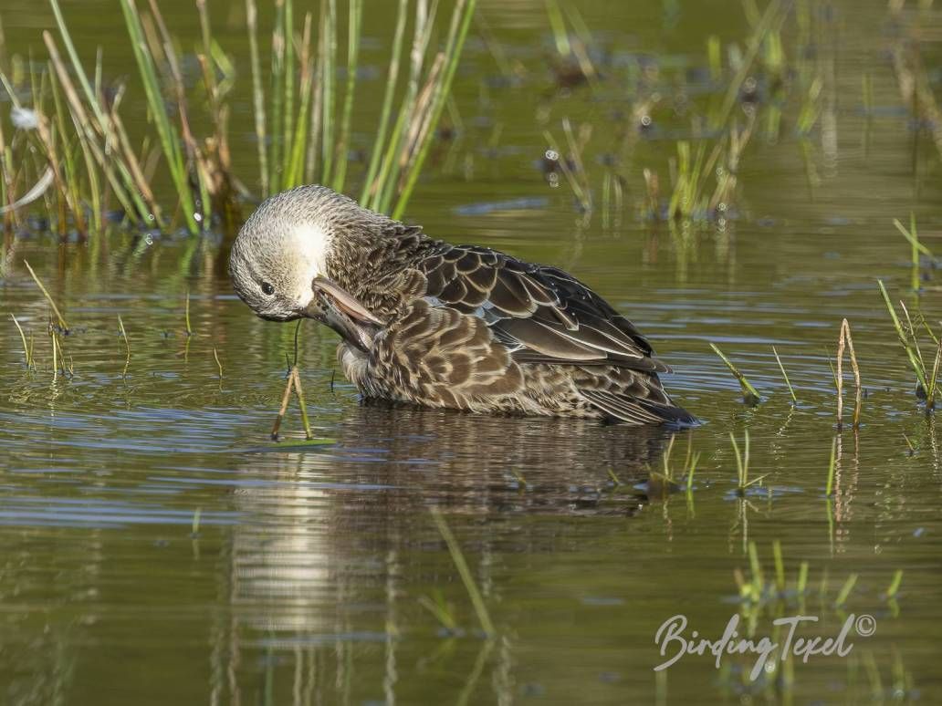 Blauwvleugeltaling | Blue-winged Teal (Anas discors) ♀, Texel 25042026
