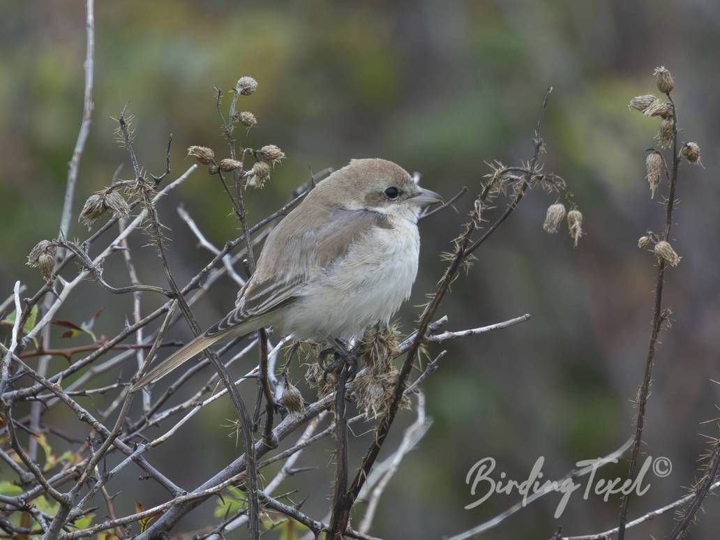 Izabelklauwier | Isabelline Shrike (Lanius phoenicuroides / isabellinus) 1ew, Texel 09092025