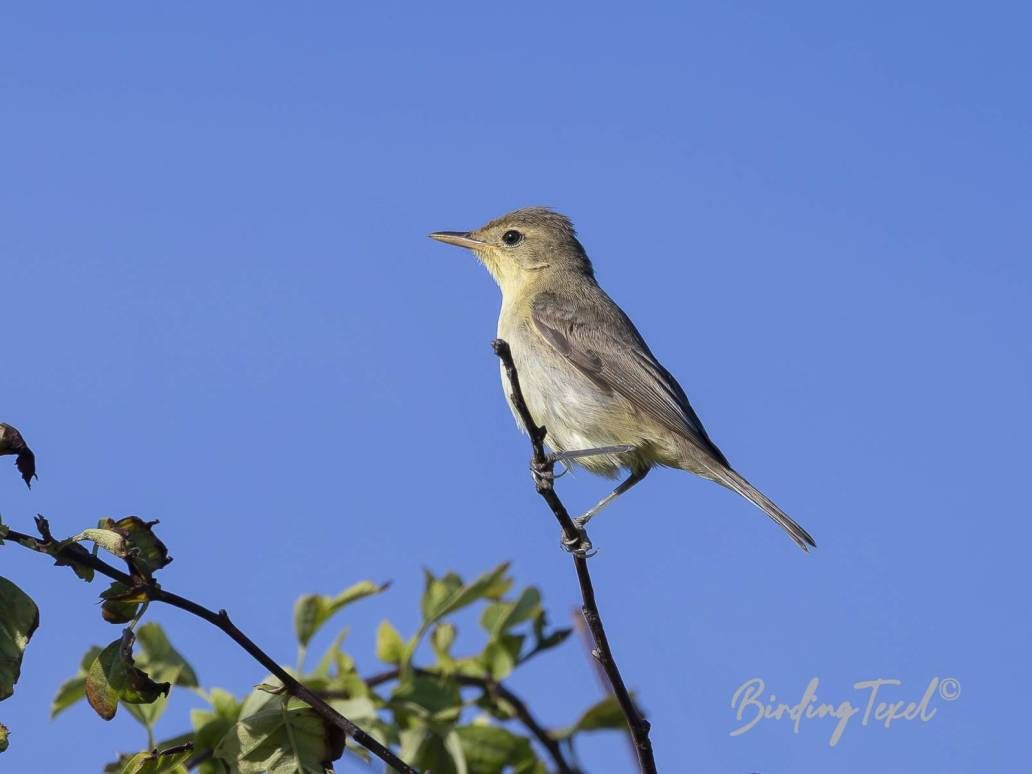 Orpheusspotvogel | Melodious Warbler (Hippolais polyglotta) 1w, Texel - 15082025
