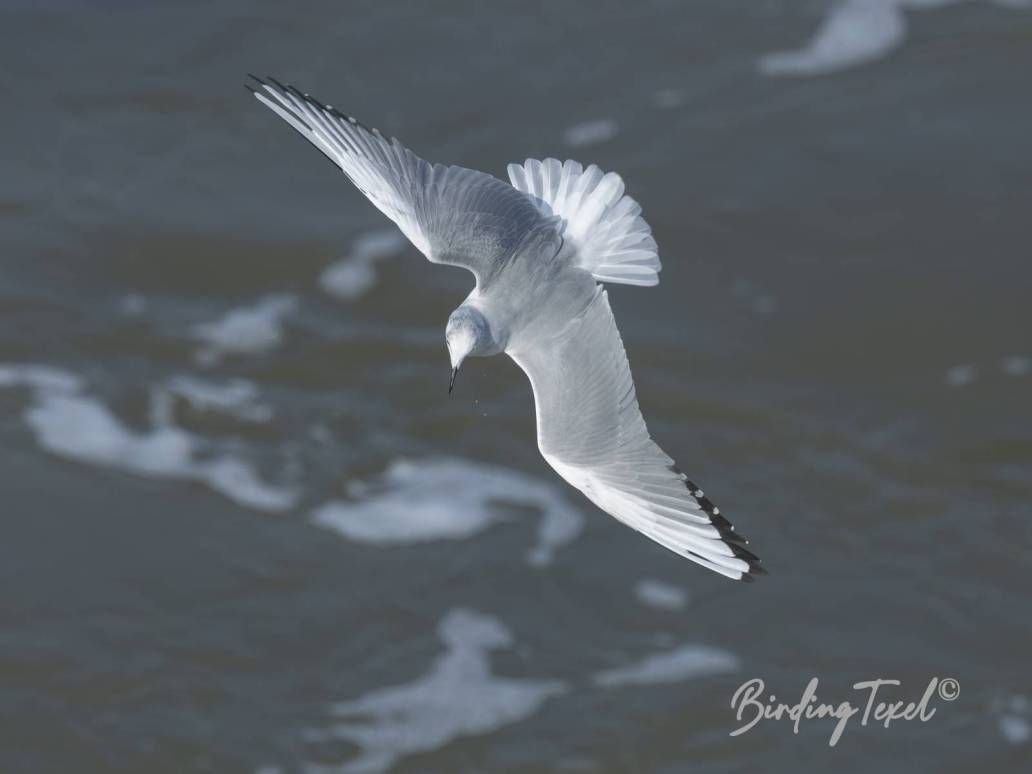 Kleine Kokmeeuw | Bonaparte's Gull (Chroicocephalus philadelphia) ad w, Texel 28092025