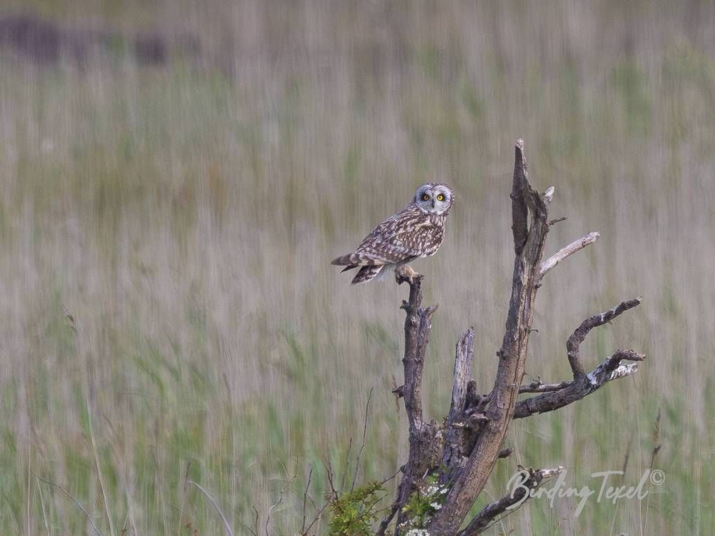 Velduil / Short-eared Owl (Asio flammeus) ad, Texel 25052023