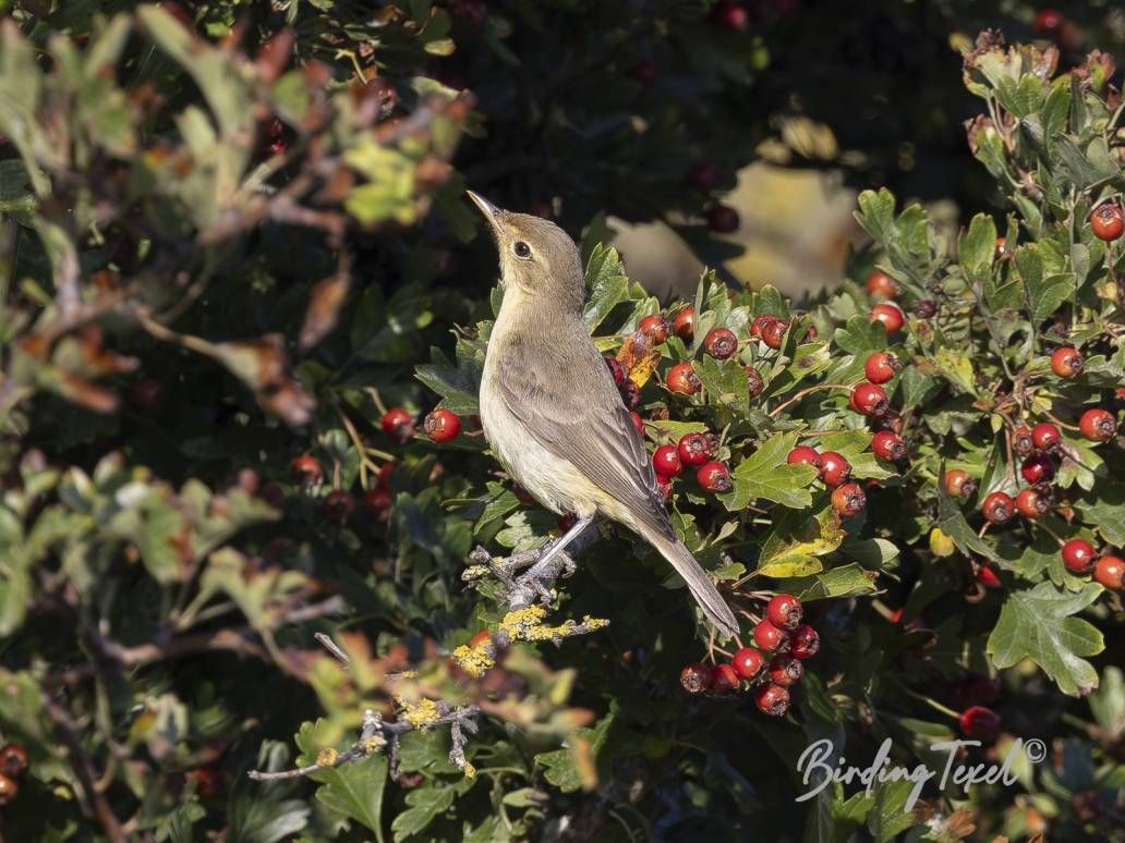 Orpheusspotvogel | Melodious Warbler (Hippolais polyglotta) 1w, Texel - 15082025