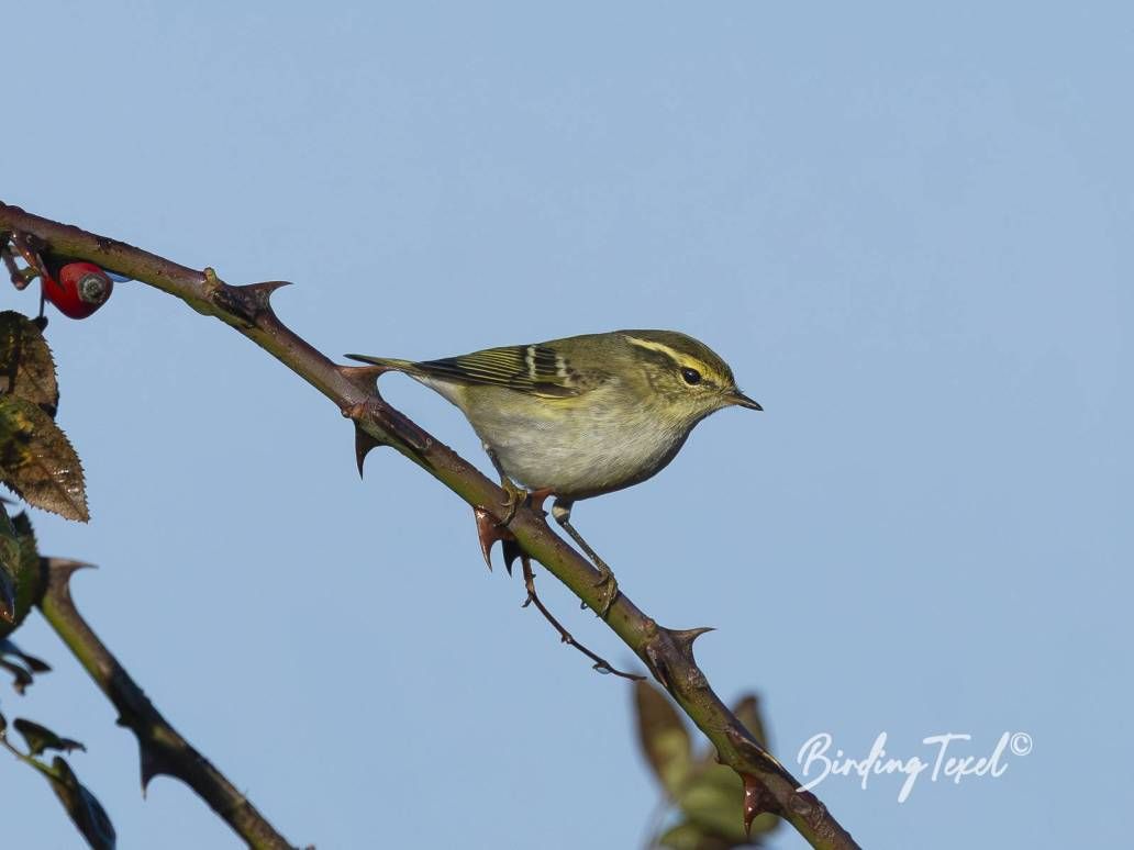 Bladkoning | Yellow-browed Warbler (Phylloscopus inornatus) Texel 01102025