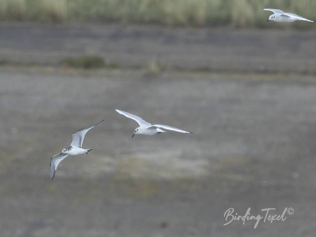 Vorkstaartmeeuw | Sabine's Gull (Xema sabini) together with Black-headed (Larus ridibundus) and Bonaparte's Gull (Chroicocephalus philadelphia) Texel 24102025