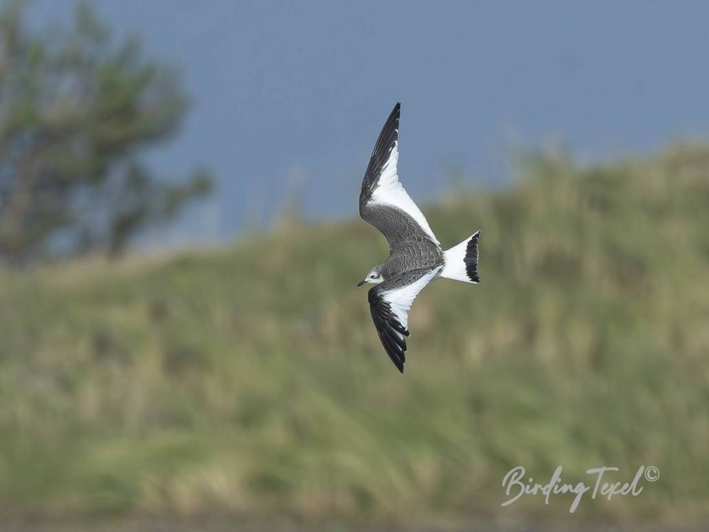 Vorkstaartmeeuw | Sabine's Gull (Xema sabini), first winter, Texel 24102025